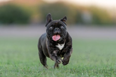 Close up photo of a French bulldog running in the grass and smiling