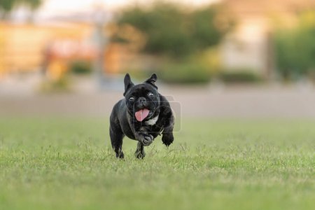 Kleine dunkle französische Bulldogge lächelt und läuft im Park im Gras