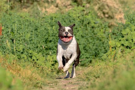 Amerikanische Bulldogge läuft und spielt auf der grünen Wiese