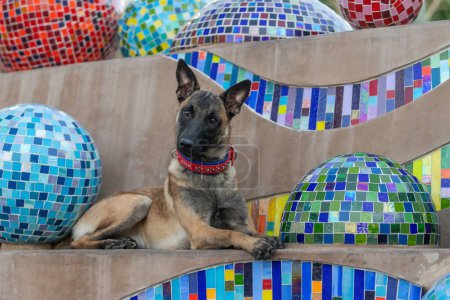 Young Belgian Malinois puppy posing at a tile art structure for a natural lighting portrait