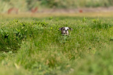 Amerikanische Bulldogge versteckt sich im hohen grünen Gras für ein natürliches Porträt