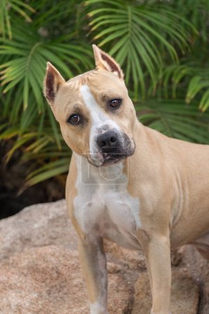 Tan and white American Staffordshire Terrier dog posing for a natural outdoor portrait