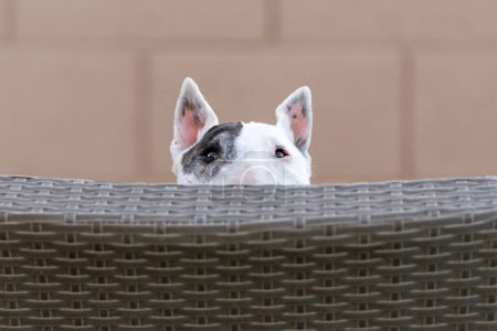 Foto de Mayor blanco mini bull terrier mirando por encima de una silla - Imagen libre de derechos