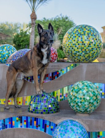 Brown Belgian Malinois dog at an outdoor sculpture posing for a portrait