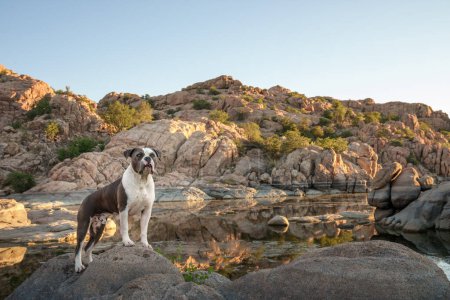 Amerikanische Bulldogge auf einem Felsen am See posiert für ein Outdoor-Porträt