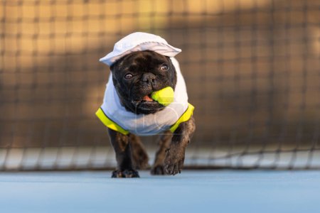 Bulldog francés en un traje de tenis blanco llevando una pelota de tenis