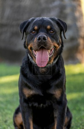 Rottweiler dog portrait outdoors at the park on the grass