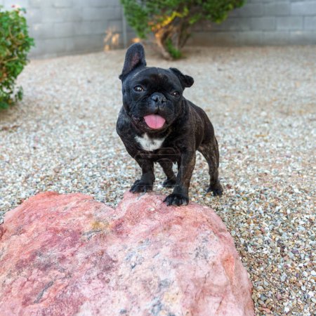Natural lighting portrait of a small French bulldog on a rock