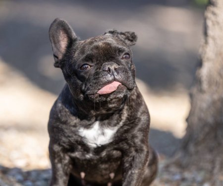 Nahaufnahme natürliches Porträt einer französischen Bulldogge in der Sonne mit herausgestreckter Zunge