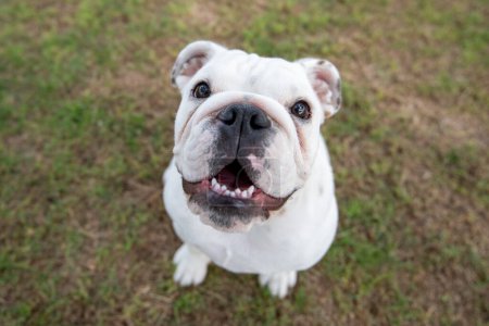Outdoor natural portrait of a white English bulldog puppy