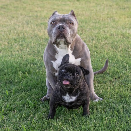 Natürliches Porträt auf dem Gras eines grauen Pitbull und einer kleinen gestromten französischen Bulldogge
