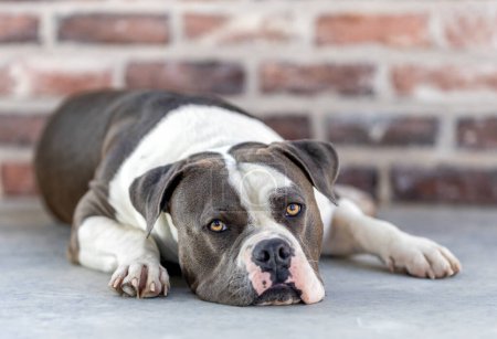 Foto de Bulldog americano frente a una pared de ladrillo tumbado en el suelo para un retrato natural - Imagen libre de derechos