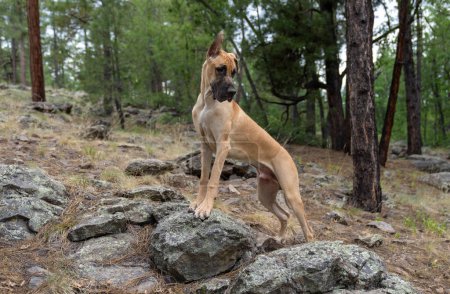 Doggen-Welpe posiert auf einem Felsen für ein Naturporträt im Wald