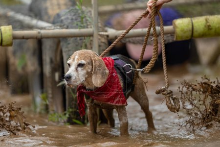 Beagle nach dem Überqueren eines Hindernisses im schlammigen Wasser mit einem roten Kopftuch