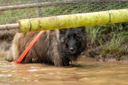 Tervuren dog under a chain fence in a mud event