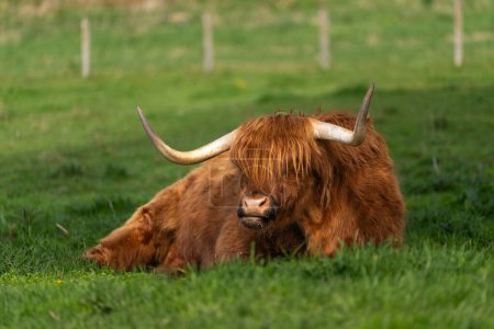 Highland cow taking a rest in the grass lying down out in a pasture in Scotland