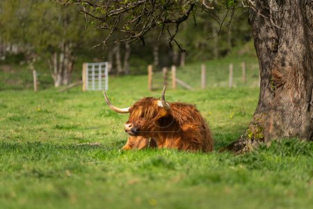 Scottish highland cow resting in the shade under a tree in a pasture