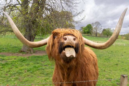 Schottische Hochlandkuh streckt auf einer Weide in Schottland die Zunge heraus