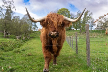 Friendly Scottish Highland cow in a field in Scotland standing in a field