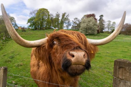 Happy highland cow up close ot the camera while out in a pasture