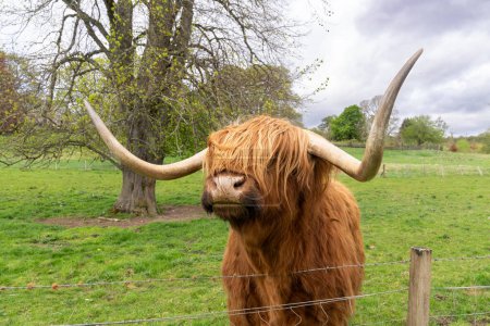 Scottish highland cow in a pasture in Scotland looking around