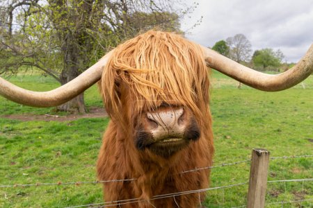 Close up of a Scottish Highland Cow with his hair covering his eyes