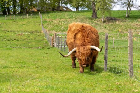 Scottish highland cow eating grass by a fence in a pasture in Scotland