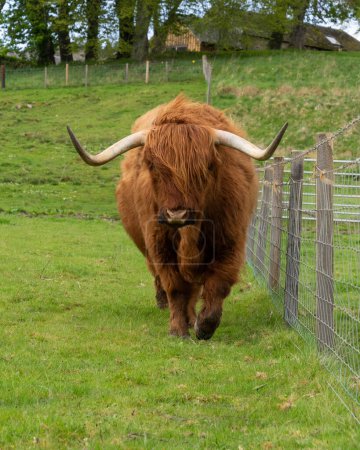 Highland-Kuh auf einem Feld in Schottland läuft in Richtung Kamera