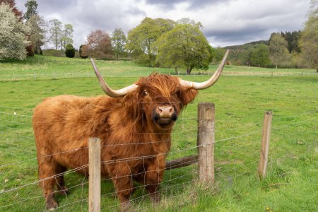 Schottische Hochlandkuh am Zaun einer Weide in Schottland