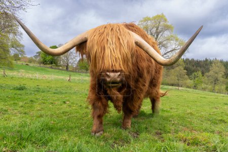 Big, red Scottish highland cow with long horns looking into camera