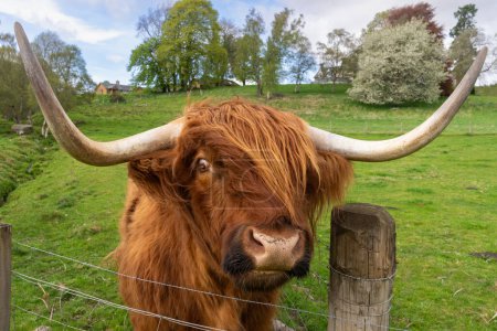 Nahaufnahme einer schottischen Hochlandkuh auf einer Weide, auf der man sein Auge sehen kann