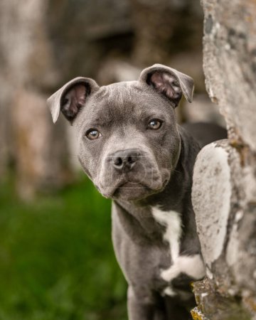 Staffordshire bull terrier peeking around a corner for a natural outdoor portrait
