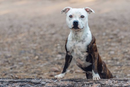 Brindle and white Staffordshire Bull Terrier posed on a log in the forest for a natural portrait