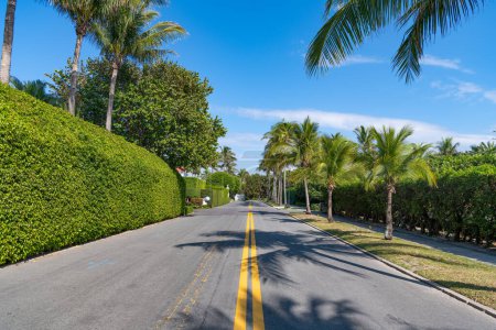Photo for Empty road with yellow marking and palm trees on avenue. - Royalty Free Image