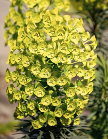Foto de Green spurge cluster cyathim floreciendo sobre fondo natural, Euphorbia. - Imagen libre de derechos