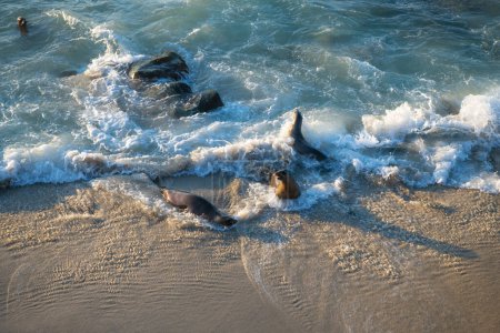 Foto de Focas salvajes animales marinos nadando en olas marinas. - Imagen libre de derechos