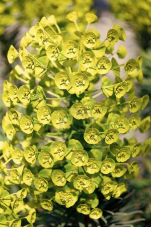 Foto de Euphorbia characias. Purgar la planta con flores verdes fondo natural. - Imagen libre de derechos