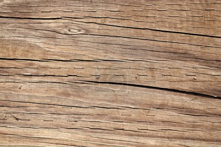 Photo for Timber texture backdrop. cross section of tree. tree bark. wooden background with nobody. texture background of wood. wooden texture of backdrop. - Royalty Free Image