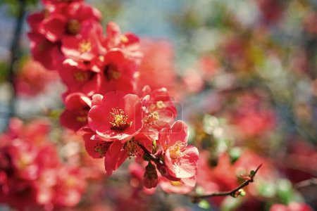 Photo for Red flowers of blooming sakura tree in spring. - Royalty Free Image