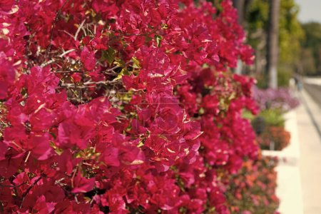 Téléchargez les photos : Bougainvillea with pink bracts. Bougainvillea glabra bloom. Flowering paperflower shrub. Blooming street. - en image libre de droit