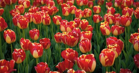 Téléchargez les photos : Champ de fleurs de tulipe rouge avec fond naturel coloré. - en image libre de droit
