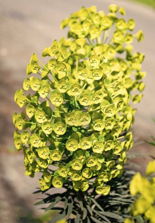 Foto de Flor verde chorro racimo de euforbia planta sobre fondo natural. - Imagen libre de derechos