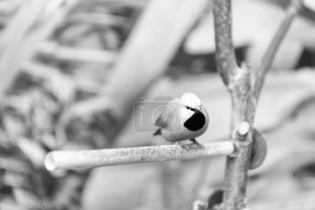 Photo for Wild passerine bird sitting on branch on blurry nature natural background. - Royalty Free Image