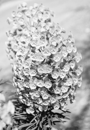 Foto de Flor verde chorro racimo de euforbia planta sobre fondo natural. - Imagen libre de derechos