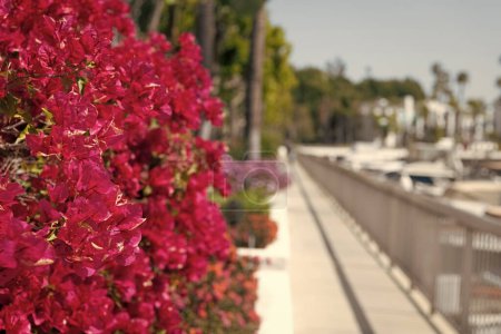 Téléchargez les photos : Bougainvillea or paperflower blooming with pink bracts on blurred promenade copy space, flowering. - en image libre de droit