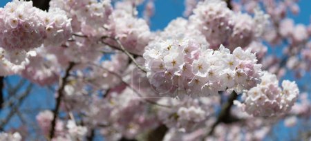 Sakura spring flower on branch of tree, selective focus. macro nature.
