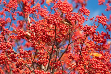 Foto de Rowan árbol con rojo baya sorb telón de fondo. - Imagen libre de derechos