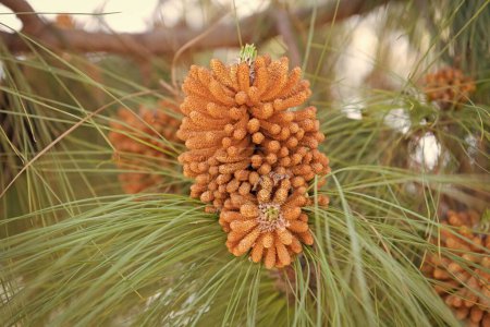Photo for Male pollen staminate pine cones or strobili on needle-leaved coniferous tree, pinecones. - Royalty Free Image