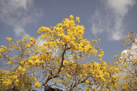 Photo for Yellow tabebuia tree top flowers blossoming on blue sky, blossom. - Royalty Free Image