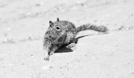 Téléchargez les photos : Fluffy ground squirrel rodent marmotini animal in natural habitat. - en image libre de droit
